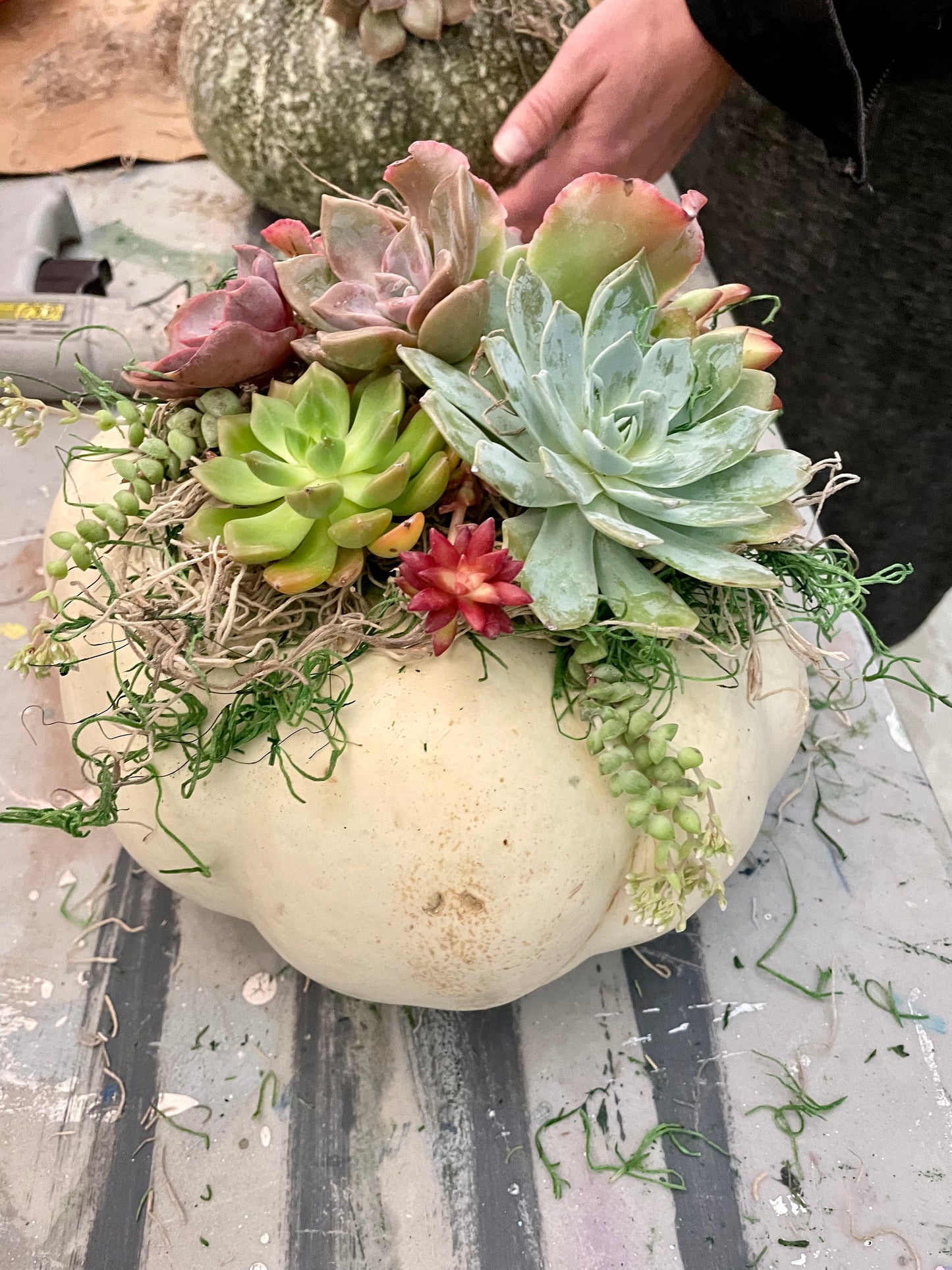 Pumpkin & Succulent Arrangement Workshop Ticket 2024