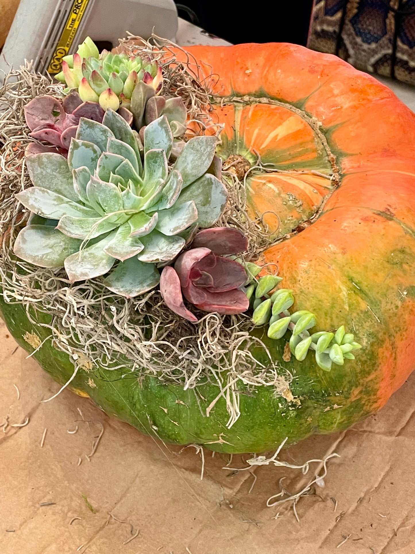 Pumpkin & Succulent Arrangement Workshop Ticket 2024